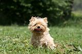 CAIRN TERRIER 551